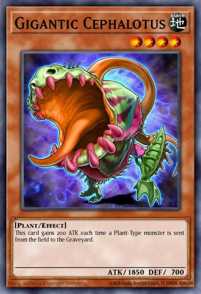 Gigantic Cephalotus Common CSOC-EN025 Crossroads of Chaos Yugioh card